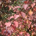 Spiraea x 'Van Houttei' automne